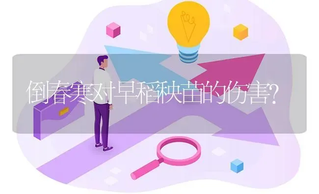 倒春寒对早稻秧苗的伤害? | 养殖问题解答