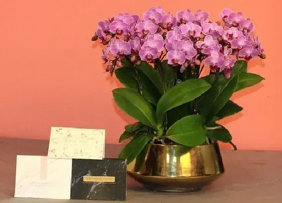 植物常识问题|蝴蝶兰长花箭后应该如何养护