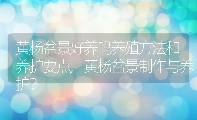 黄杨盆景好养吗养殖方法和养护要点,黄杨盆景制作与养护？ | 养殖常见问题