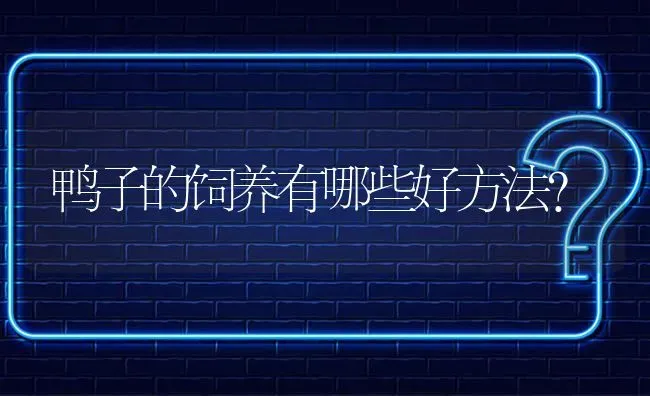 鸭子的饲养有哪些好方法? | 养殖问题解答