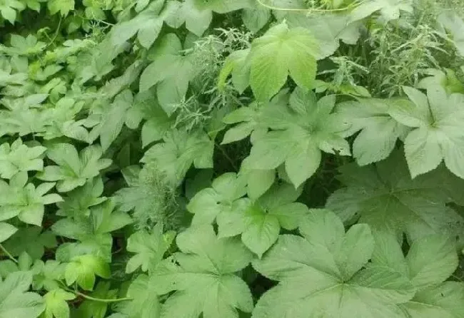 植物常识问题|小血藤和大血藤的区别