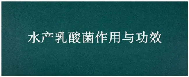 水产乳酸菌作用与功效 | 生活常识