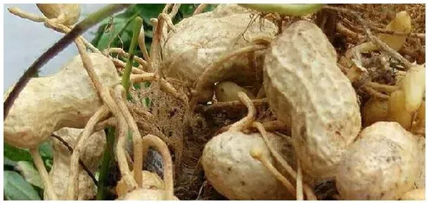 花生催芽技巧 | 农业常识
