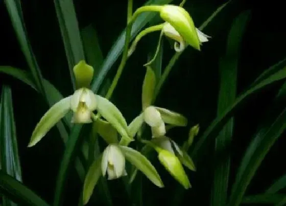 植物常识问题|建兰夏季如何养护花期更长久