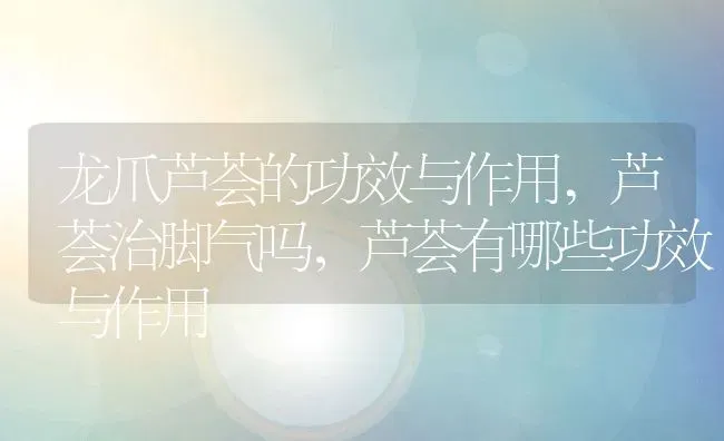 龙爪芦荟的功效与作用,芦荟治脚气吗，芦荟有哪些功效与作用 | 养殖常见问题