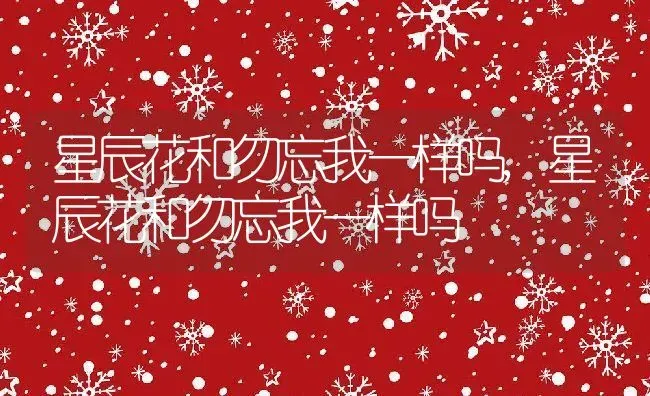 星辰花和勿忘我一样吗,星辰花和勿忘我一样吗 | 养殖常见问题