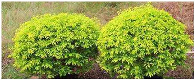 黄金叶茶叶是什么茶 | 农业答疑