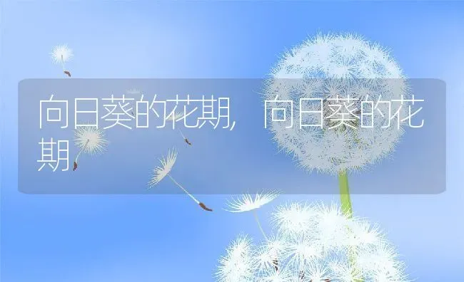 向日葵的花期,向日葵的花期 | 养殖常见问题