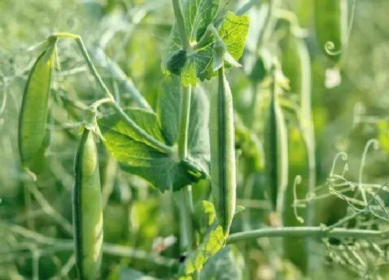 植物常识问题|豌豆什么时候种最好