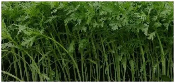 茼蒿播种时间 | 农业问题
