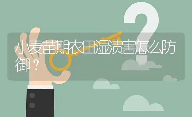小麦苗期农田湿渍害怎么防御? | 养殖问题解答