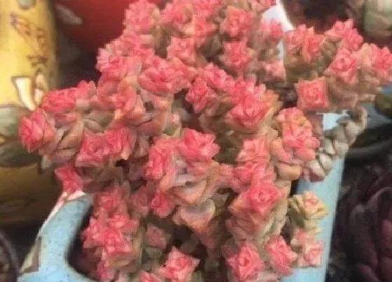 植物常识问题|高温的夏季如何给多肉控水