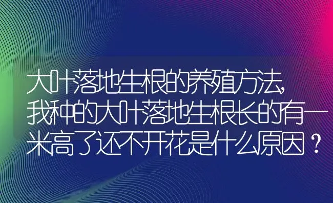 大叶落地生根的养殖方法,我种的大叶落地生根长的有一米高了还不开花是什么原因？ | 养殖常见问题