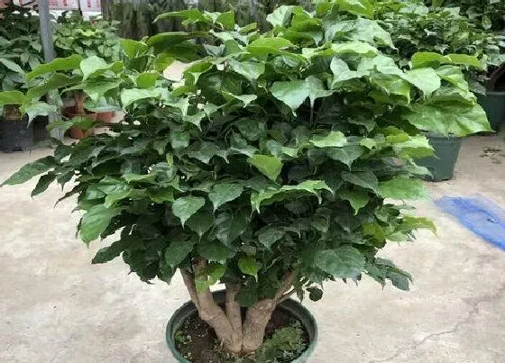 植物常识问题|夏季幸福树叶子易长斑怎么解决