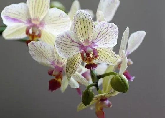 植物常识问题|蝴蝶兰长花箭后应该如何养护