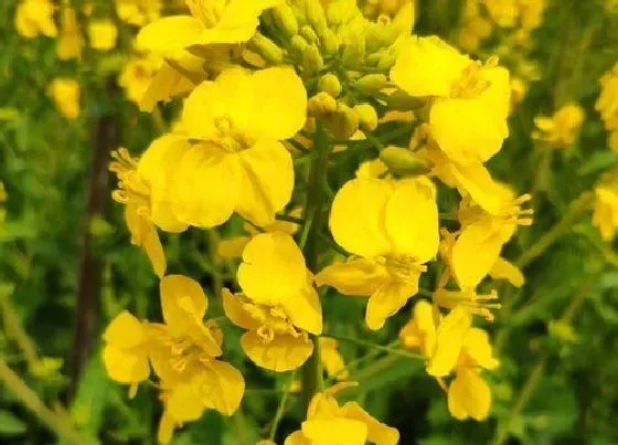 植物常识问题|油菜栽培技术