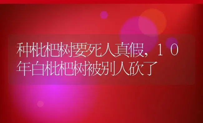 种枇杷树要死人真假,10年白枇杷树被别人砍了 | 养殖常见问题