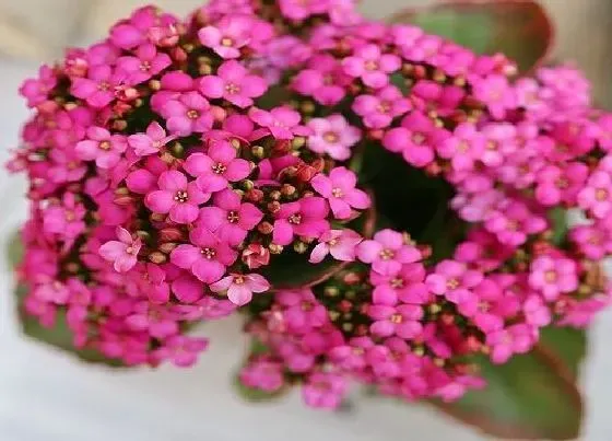 植物常识问题|长寿花为什么不开花