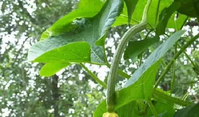 植物常识问题|丝瓜怎样种植管理高产（丝瓜露地丰产栽培和管理要点）