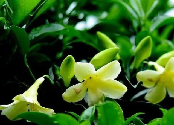 植物常识问题|夏季茉莉花不开花的原因及解决方法