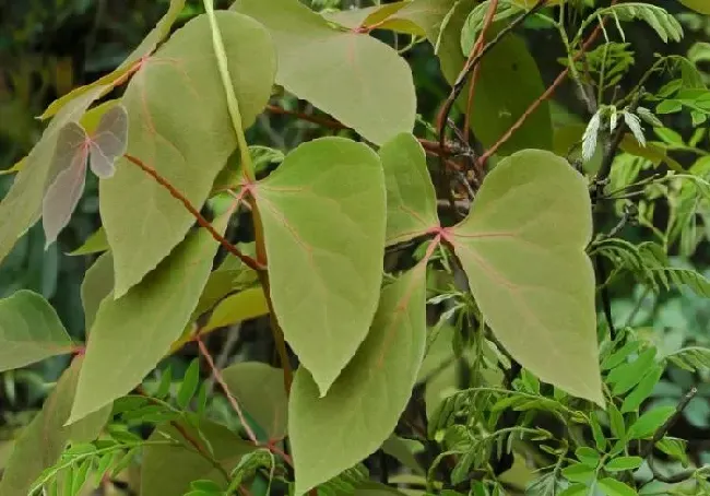 植物常识问题|小血藤和大血藤的区别