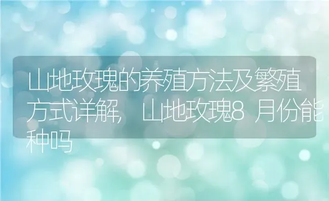 山地玫瑰的养殖方法及繁殖方式详解,山地玫瑰8月份能种吗 | 养殖常见问题