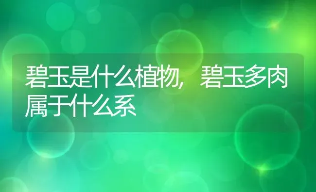 碧玉是什么植物,碧玉多肉属于什么系 | 养殖常见问题