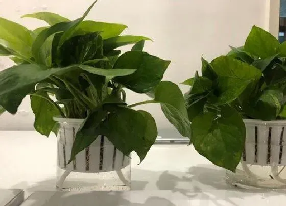 植物常识问题|高等植物和低等植物的区别 各自的特征是什么