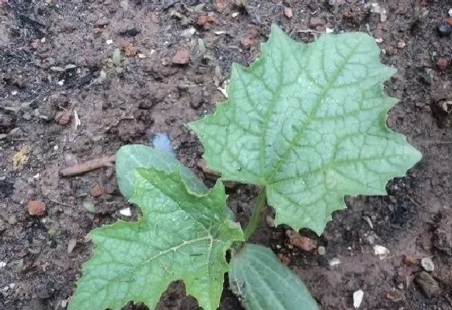 植物常识问题|丝瓜怎样种植管理高产（丝瓜露地丰产栽培和管理要点）