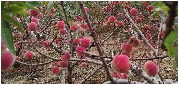 冬桃种植是骗局吗 | 三农答疑