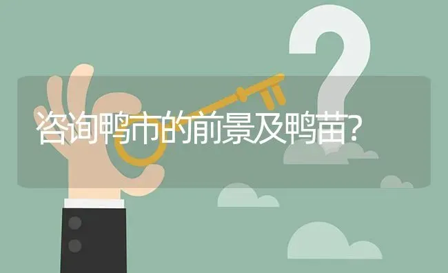 咨询鸭市的前景及鸭苗? | 养殖问题解答