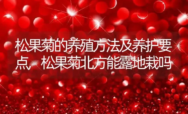 松果菊的养殖方法及养护要点,松果菊北方能露地栽吗 | 养殖常见问题