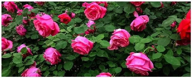月季花什么时候剪枝 | 科普知识