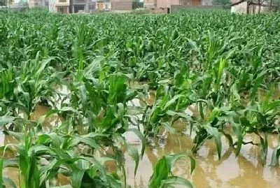 植物常识问题|刮风下雨玉米倒了怎么办（暴雨过后玉米倒伏如何管理）