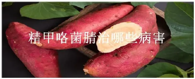 精甲咯菌腈治哪些病害 | 三农答疑