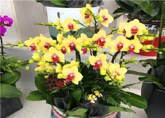 植物常识问题|蝴蝶兰长花箭后应该如何养护