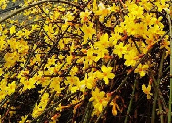 植物常识问题|探春花开花养殖方法