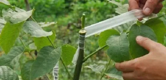 植物常识问题|葡萄可嫁接到什么树上最适宜（葡萄树常见的嫁接方法）