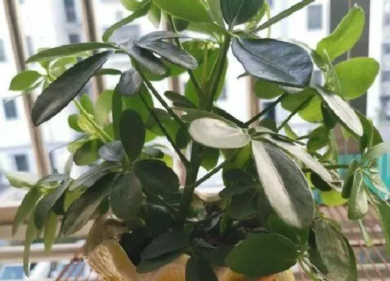 植物常识问题|高等植物和低等植物的区别 各自的特征是什么
