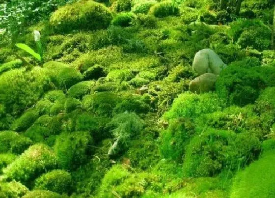 植物常识问题|高等植物和低等植物的区别 各自的特征是什么