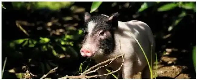 种猪养殖周期 | 生活常识
