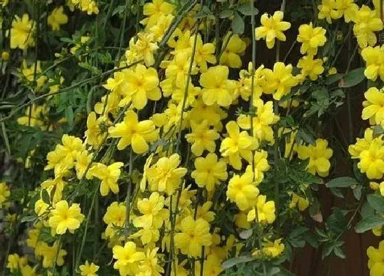 植物常识问题|探春花开花养殖方法