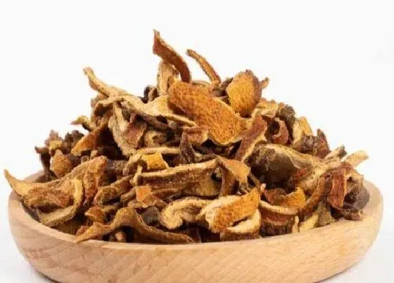 植物常识问题|陈皮用什么桔子皮最好 什么样桔子皮可以做新会陈皮