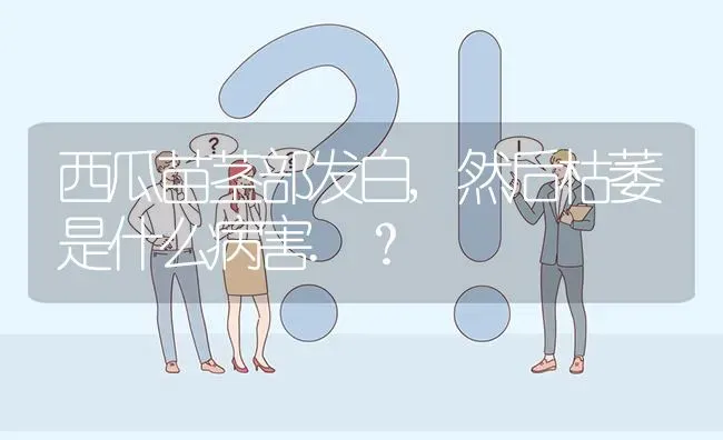 西瓜苗茎部发白,然后枯萎是什么病害.? | 养殖问题解答