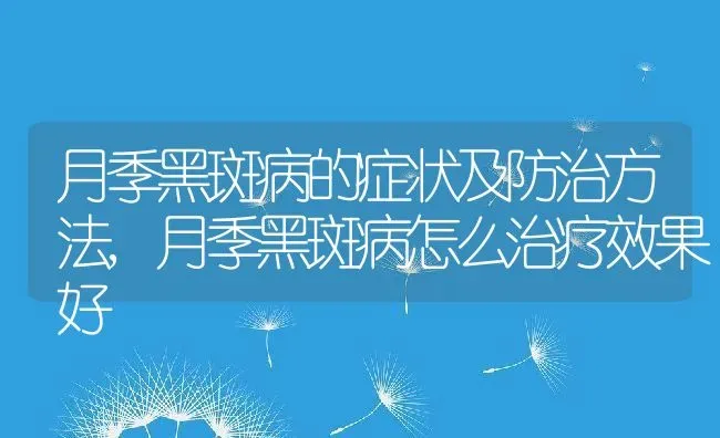 月季黑斑病的症状及防治方法,月季黑斑病怎么治疗效果好 | 养殖常见问题