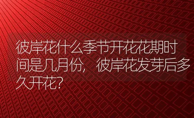 彼岸花什么季节开花花期时间是几月份,彼岸花发芽后多久开花？ | 养殖常见问题