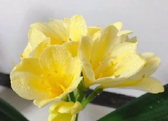 植物常识问题|君子兰小苗夏天如何养长势旺盛