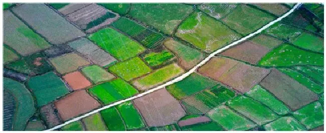 耕地非粮化不能种植什么 | 三农答疑