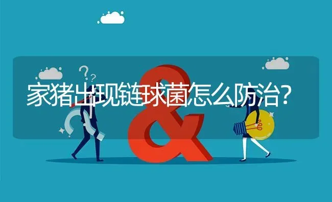 家猪出现链球菌怎么防治? | 养殖问题解答