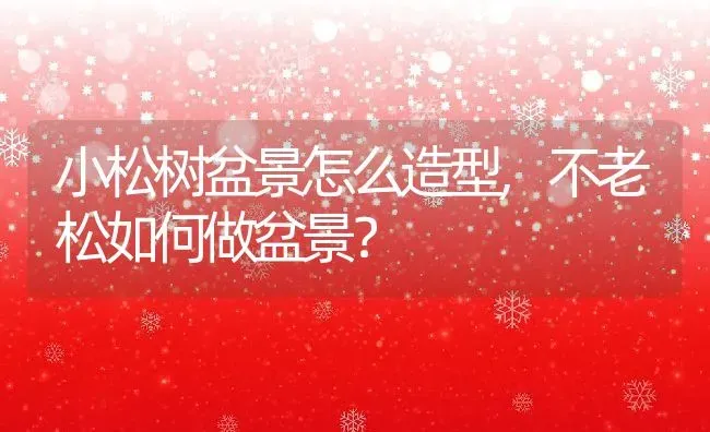 小松树盆景怎么造型,不老松如何做盆景？ | 养殖常见问题